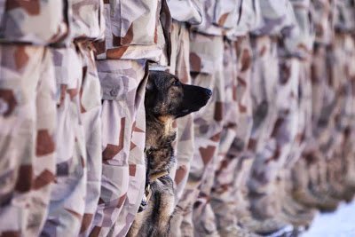 As a Retired US Army Colonel, I Salute All #MilitaryWorkingDogs & Their Handlers! #NationalK9VeteransDay! #GreaterLoveHathNoMan or K9!