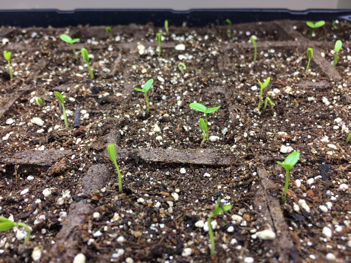 BugHavenBlog's tweet image. Forecast is 12-18 inches of snow tomorrow (Northeast).  At least I have infant milkweeds to tend to while the snow buries the garden.