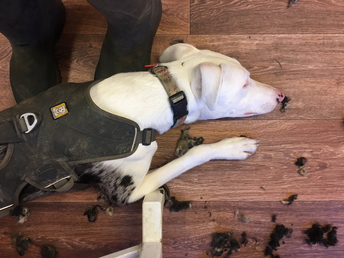 FinleyFishcake's tweet image. While the big brother get groomed, it's a good time to squeeze in a nap. #dog