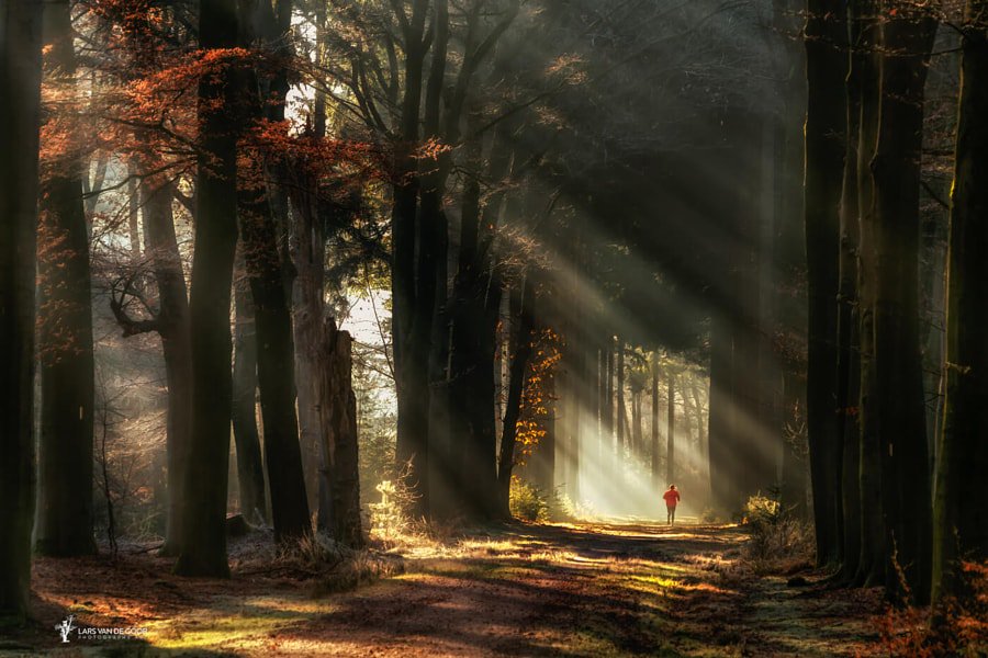 andrespeneke's tweet photo. Early Morning Magic by Lars van de Goor https://t.co/6lZmZ6pxAi