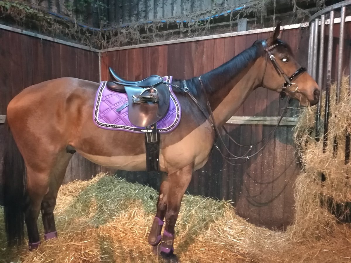 AmiMaclean's tweet photo. Great lesson. Worked on getting Alby to work low and over his back in a steady balanced rhythm
@albatrosshb 
#teamalbatross https://t.co/Yds4UmPu1m