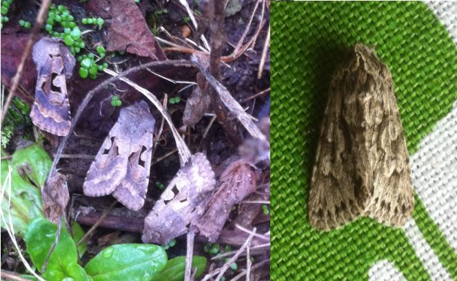 #GardenMothScheme 2: Species 2. Those Hebrew Characters reminded me of my first time mothing with @fellsman60