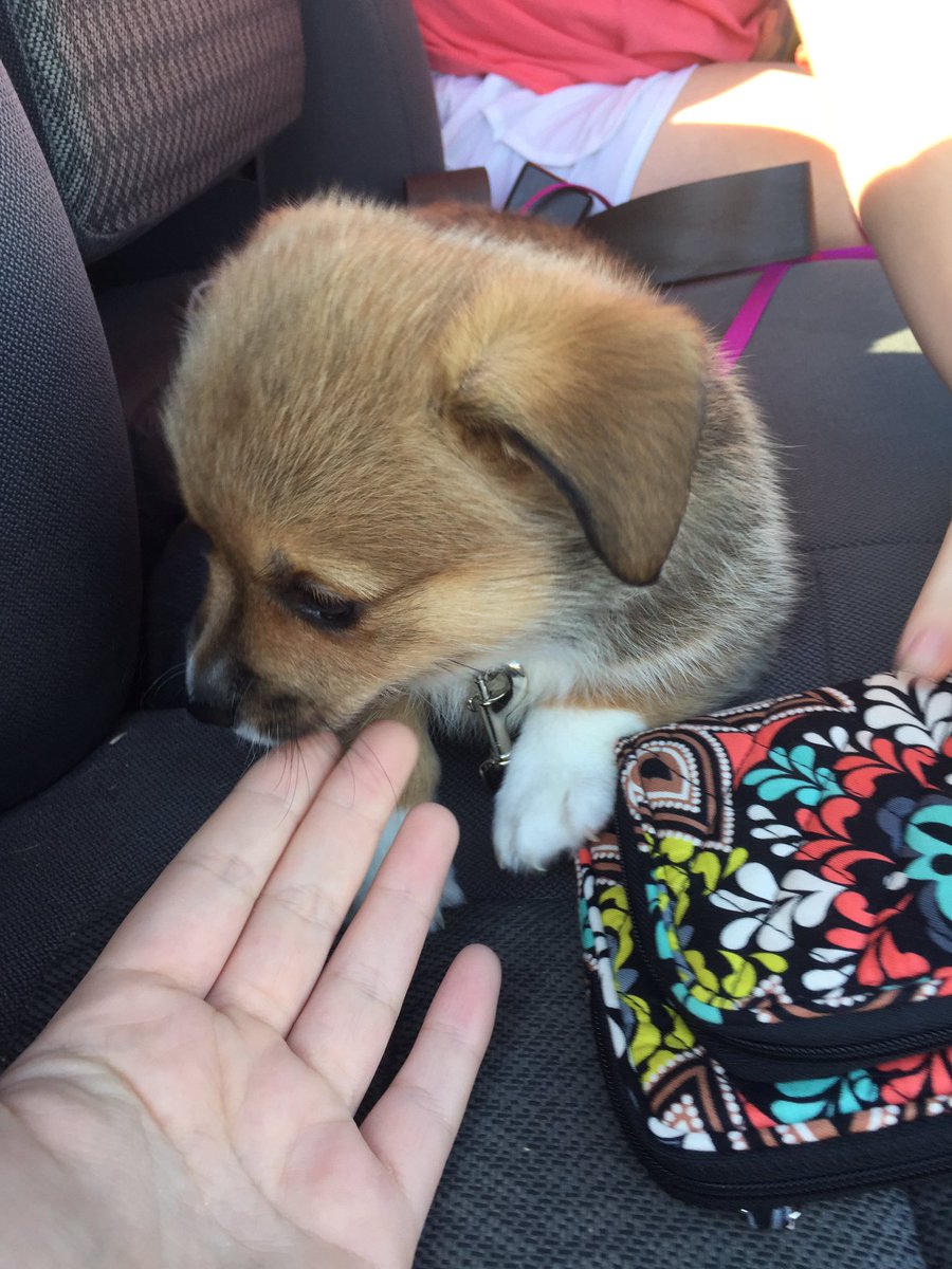 saneglory's tweet photo. my friend got a baby corg!!!!!122&amp;&amp;//&amp; https://t.co/aCtlso1dy1