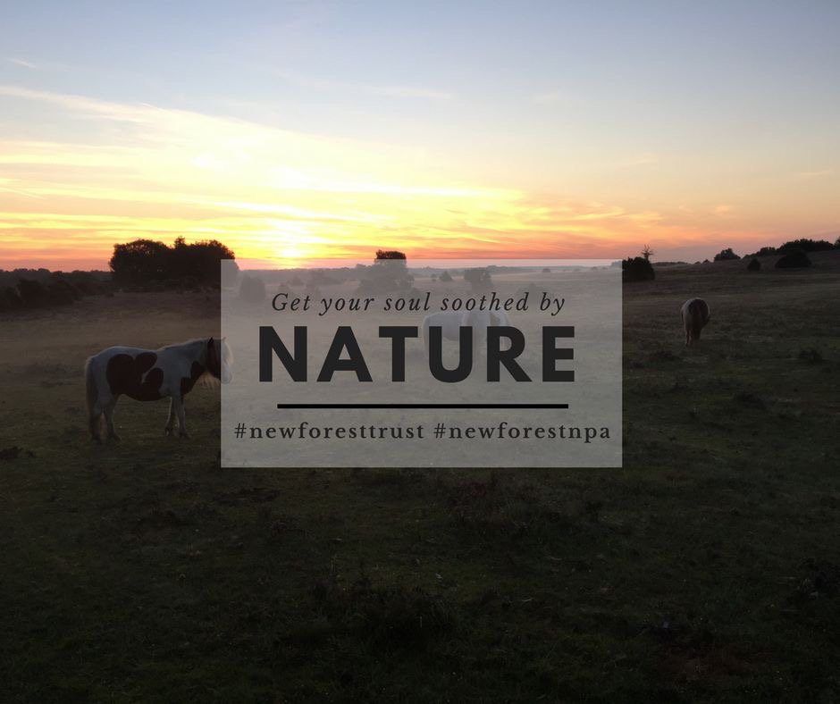 Help in preserving and love the nature! It's the only thing that makes us feel alive! <a href="/NFTrust/">The New Forest Trust</a> #nature #newforestnpa #newforesttrust