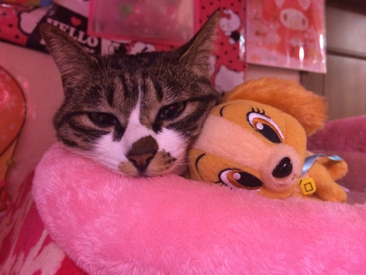 tyobisaba's tweet photo. 【拡散お願いします】
猫が帰って来なくなりました。
新潟市秋葉区あたりです。名前はちょびもう直ぐ4歳になります。小柄でかなり若く見えるため1.2歳に見えるかもしれません。首輪はしていません。毎日必死で探しています。未だに何も情報がありません、どうか些細なことでも情報をお願いします https://t.co/kZkQGepeap