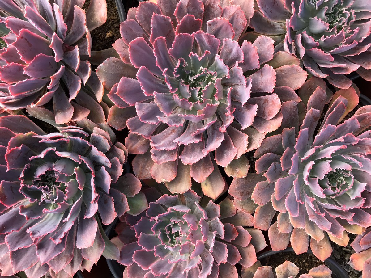 DMColorExpress's tweet image. Echeveria neon breakers