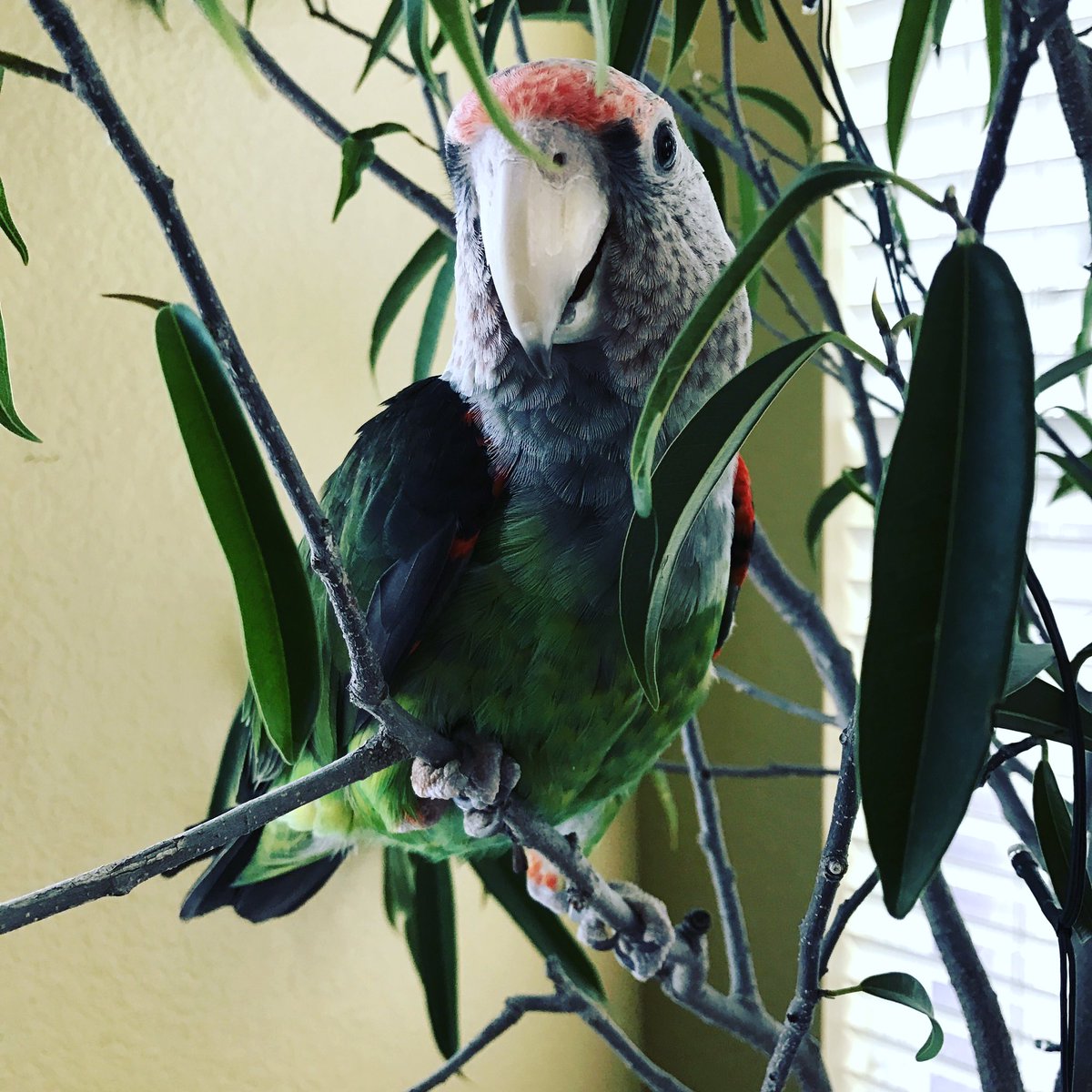 Birdzhaven's tweet photo. Chanel found a new place to perch and would love to prune it for us.:)
#parrot #cape https://t.co/b8LFqRiMfI