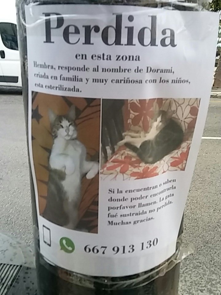 Brisa_Risa's tweet photo. Gatita perdida en Málaga. Muy importante difundir por favor 🙏 https://t.co/tFwQmxXveh