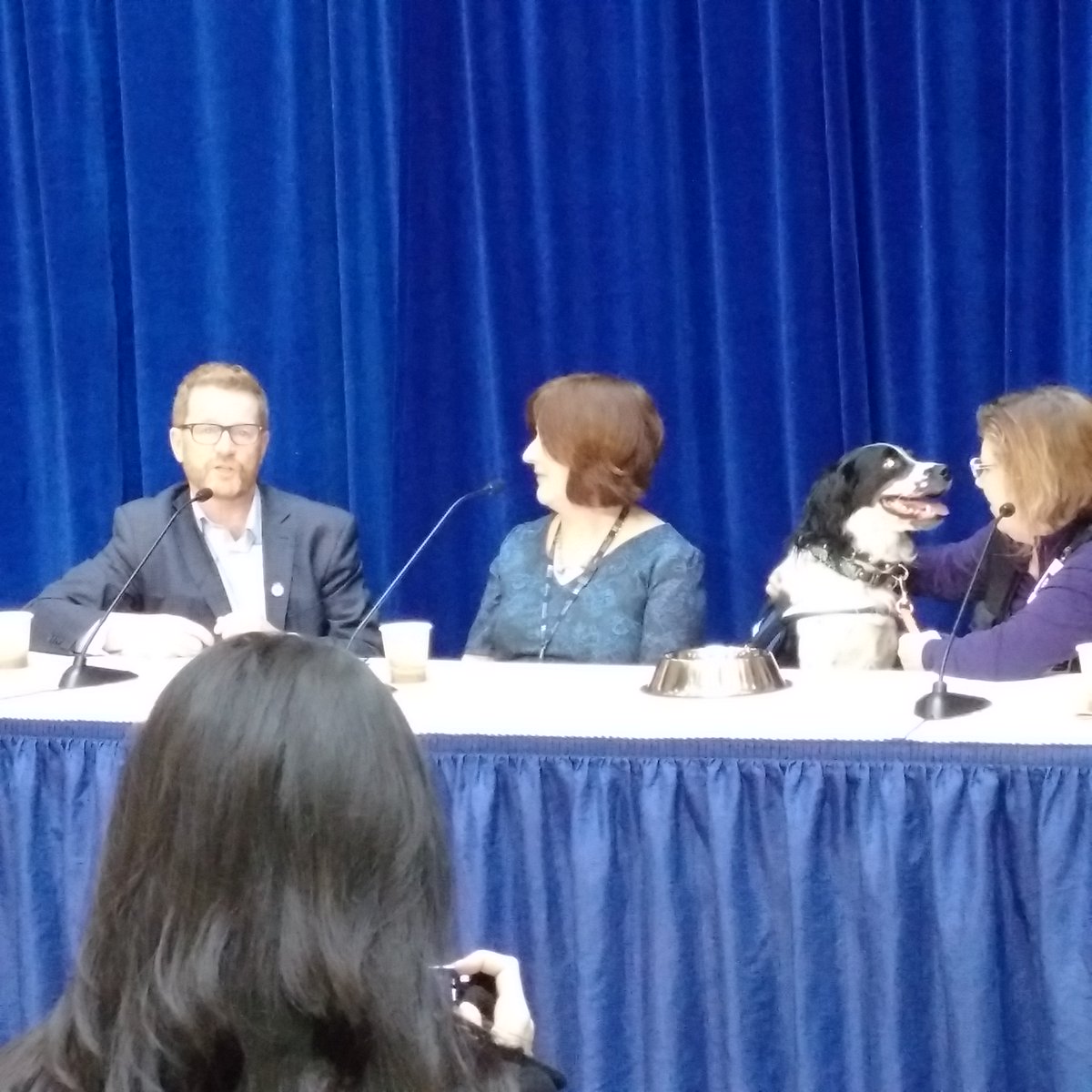 OzClay2's tweet image. "Hey, this fun". Looks like Angus, the @VCHhealthcare c-diff sniffer dog, is enjoying his time with @TerryLakeMLA at the VGH event.