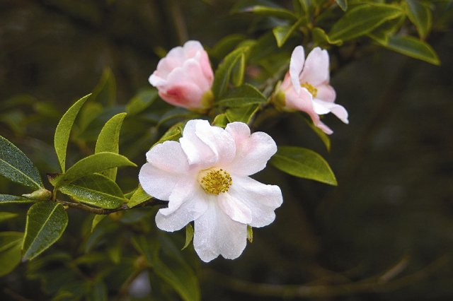 CaerhaysGardens's tweet photo. Discover the George Forrest Plant trail @CaerhaysGardens #Botanist_Forrest
https://t.co/5cMtsJJIfd https://t.co/PrVYkXmpfu