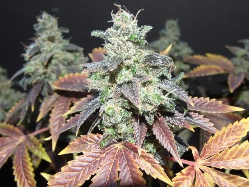 Strain: Laughing Buddha
Class: Sativa
Taste: Earthy and Citrus
*Makes you Giggly, helps with Sadness
#Weed #Strainoftheday #Strain #Stoner