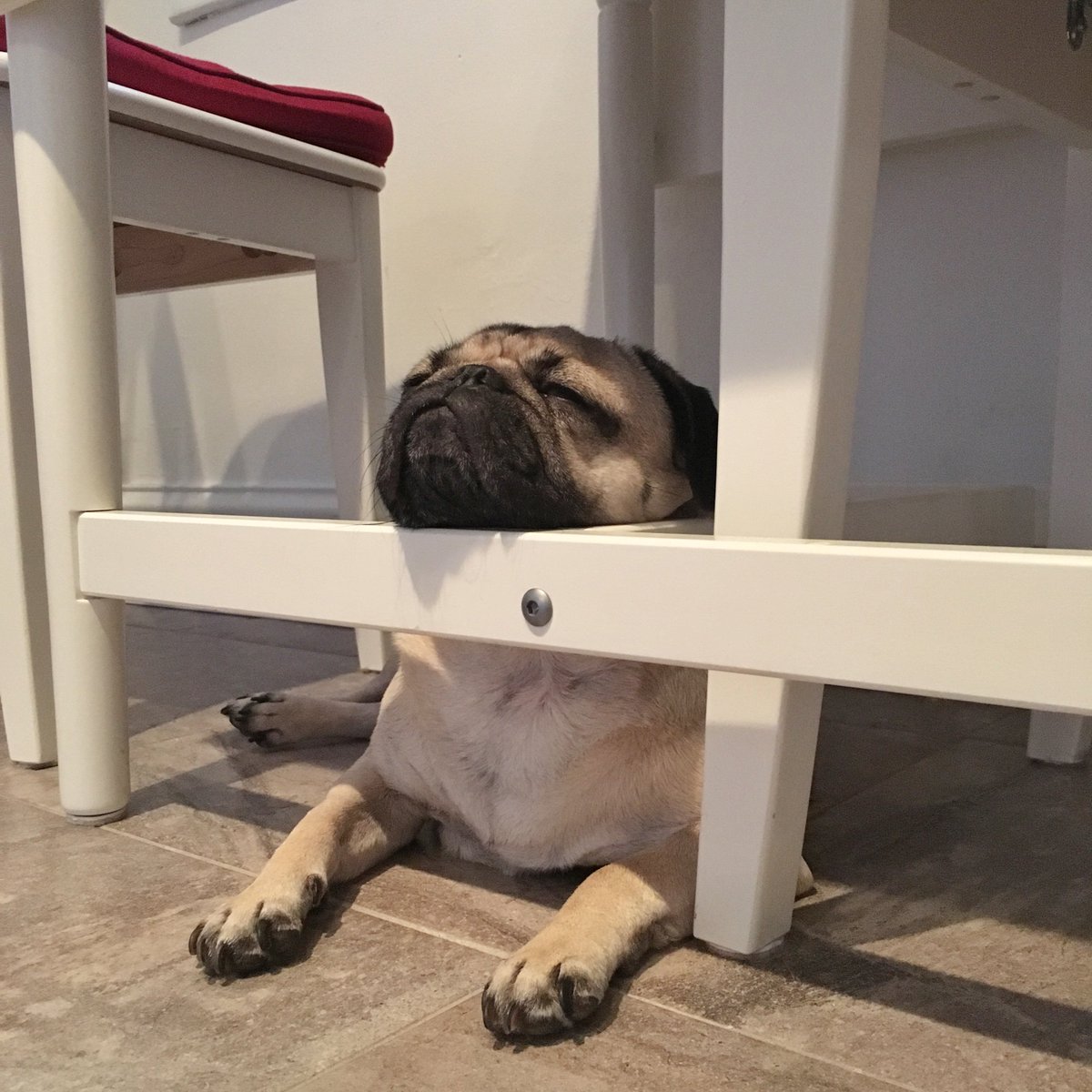 itsdougthepug's tweet photo. Happy #nationalnappingday aka everyday for me https://t.co/Ca4dwjzu2g
