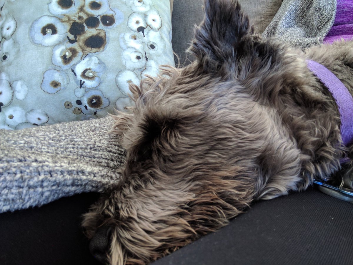 Finnmn's tweet photo. #nationalnappingday CHECK!!! #bossdog #HaveMoments #mondaymotivation #ICantHelpFeelingLike https://t.co/7G090zRg7y