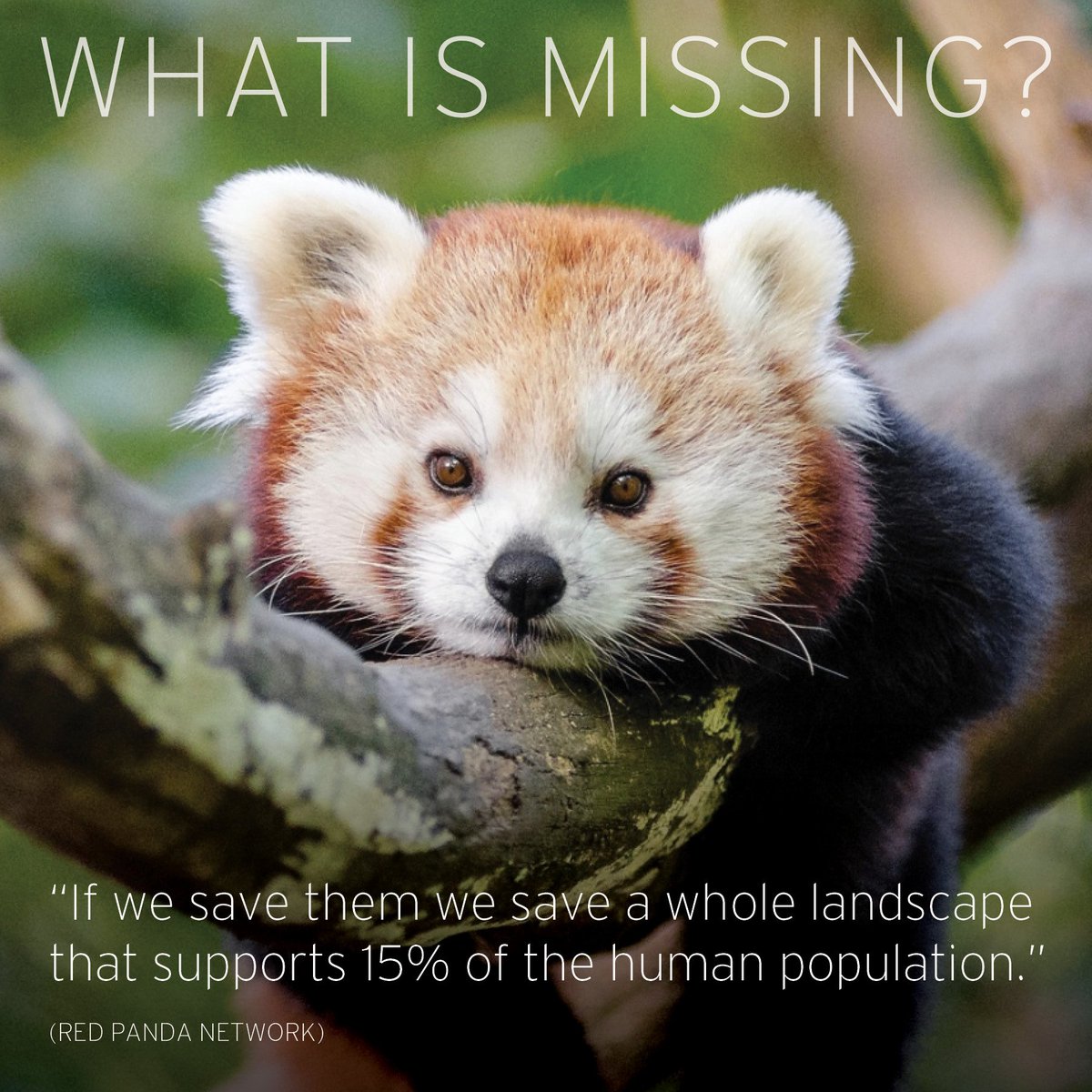 What Is Missing? tweet media