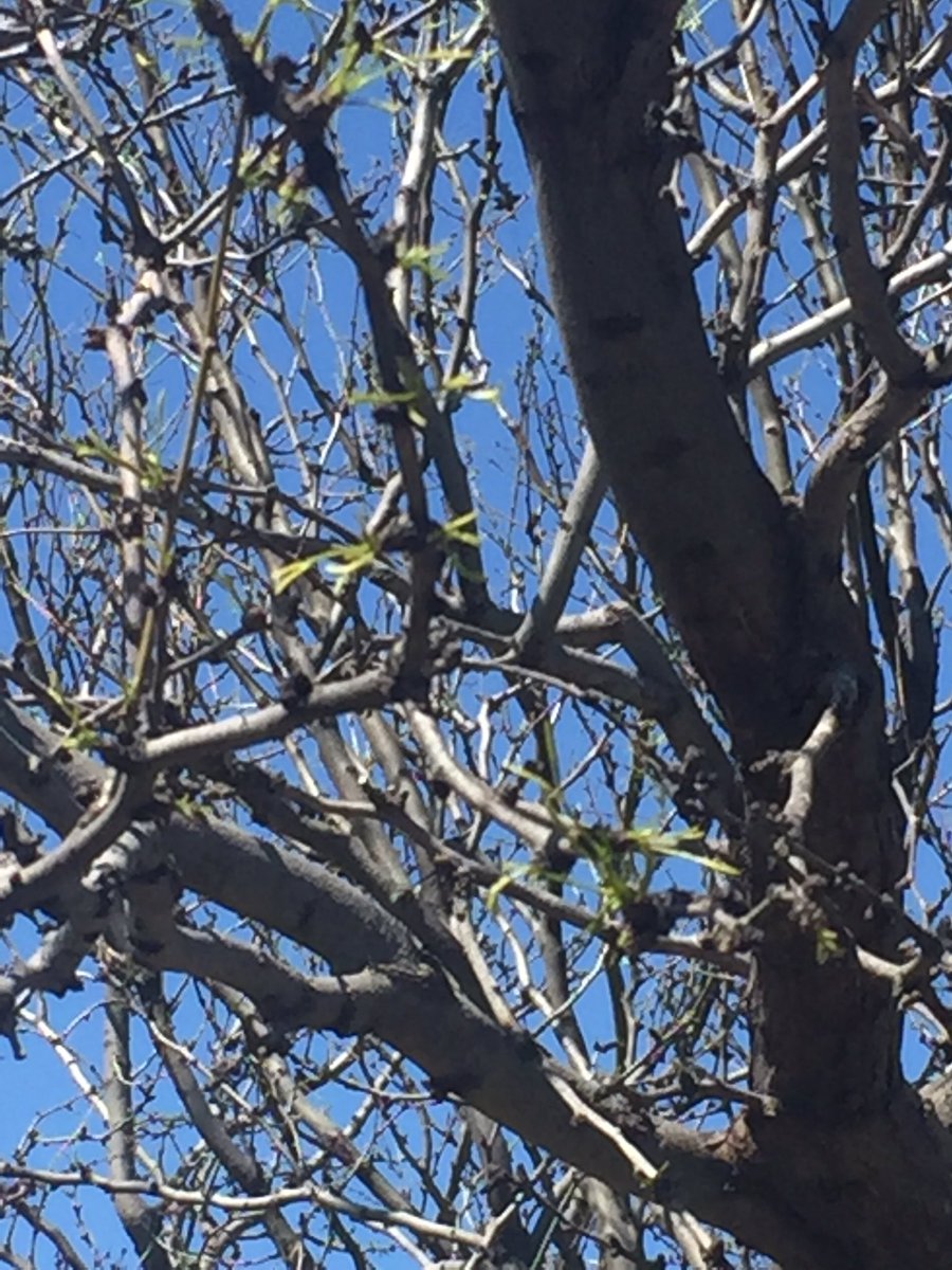 rwp_3's tweet image. @txextension @NRCSTexas #Mesquite bud break in #TaylorCountyTX #AbileneTX #SpringIsHere Maybe ? 😳 #BrushControl #txwx #RanchLife