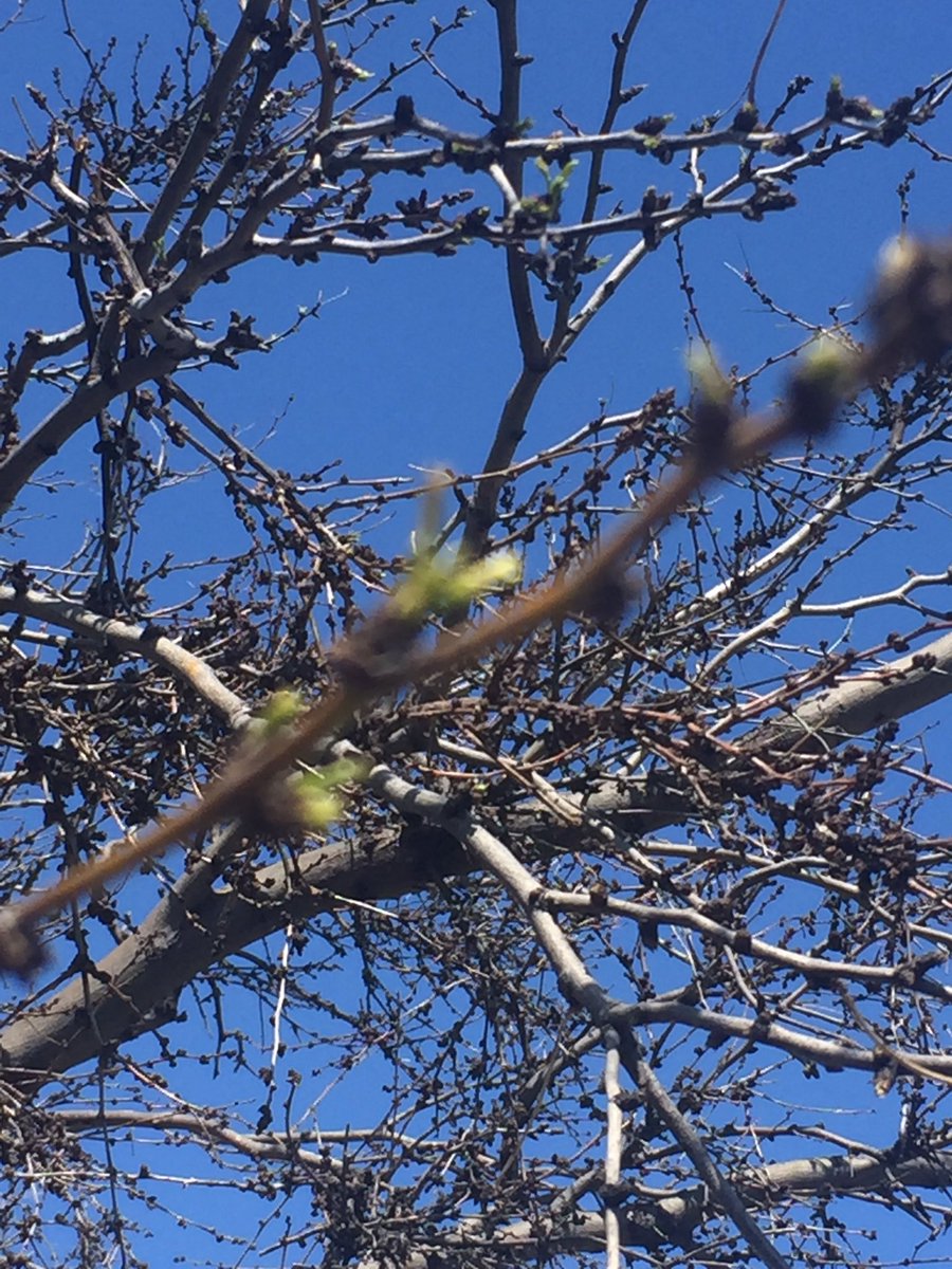 rwp_3's tweet image. @txextension @NRCSTexas #Mesquite bud break in #TaylorCountyTX #AbileneTX #SpringIsHere Maybe ? 😳 #BrushControl #txwx #RanchLife