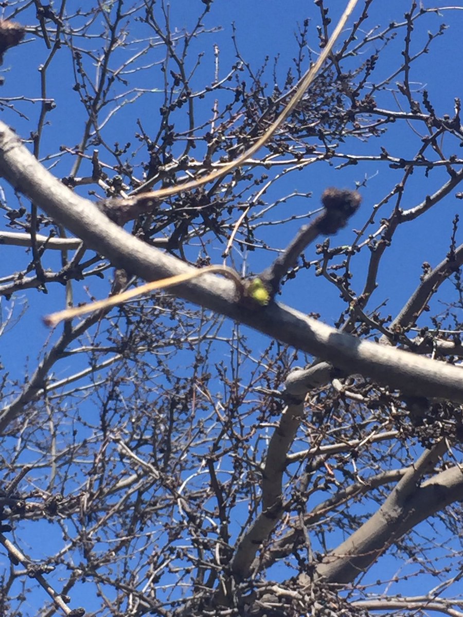 rwp_3's tweet image. @txextension @NRCSTexas #Mesquite bud break in #TaylorCountyTX #AbileneTX #SpringIsHere Maybe ? 😳 #BrushControl #txwx #RanchLife