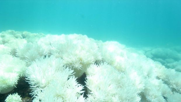 "We have sentenced to death the largest living structure on the planet: #GreatBarrierReef"  theage.com.au/comment/i-saw-… #ActOnClimate #cdnpoli