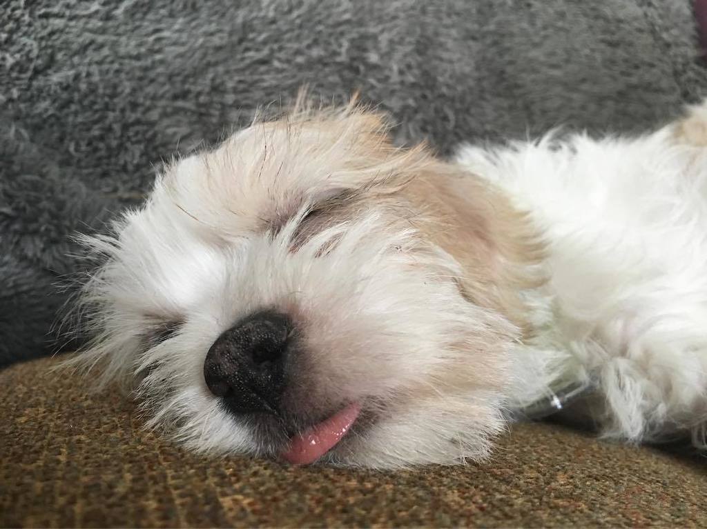 BrandonRittiman's tweet photo. Happy #NationalNappingDay! #9Pets https://t.co/FpvOrSbMc1 https://t.co/5Rlosi59k0
