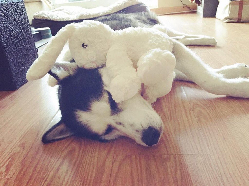 When your pets are taking part in #nationalnappingday and you're stuck at work IG@bowie_thehusky