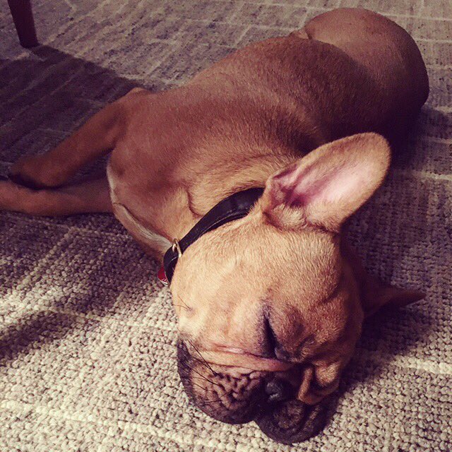 MaterialGirl's tweet photo. Current mood... #Monday #NeedThatHourBack #Help @tatertot_thefrenchie https://t.co/Q7wRZOO9oA