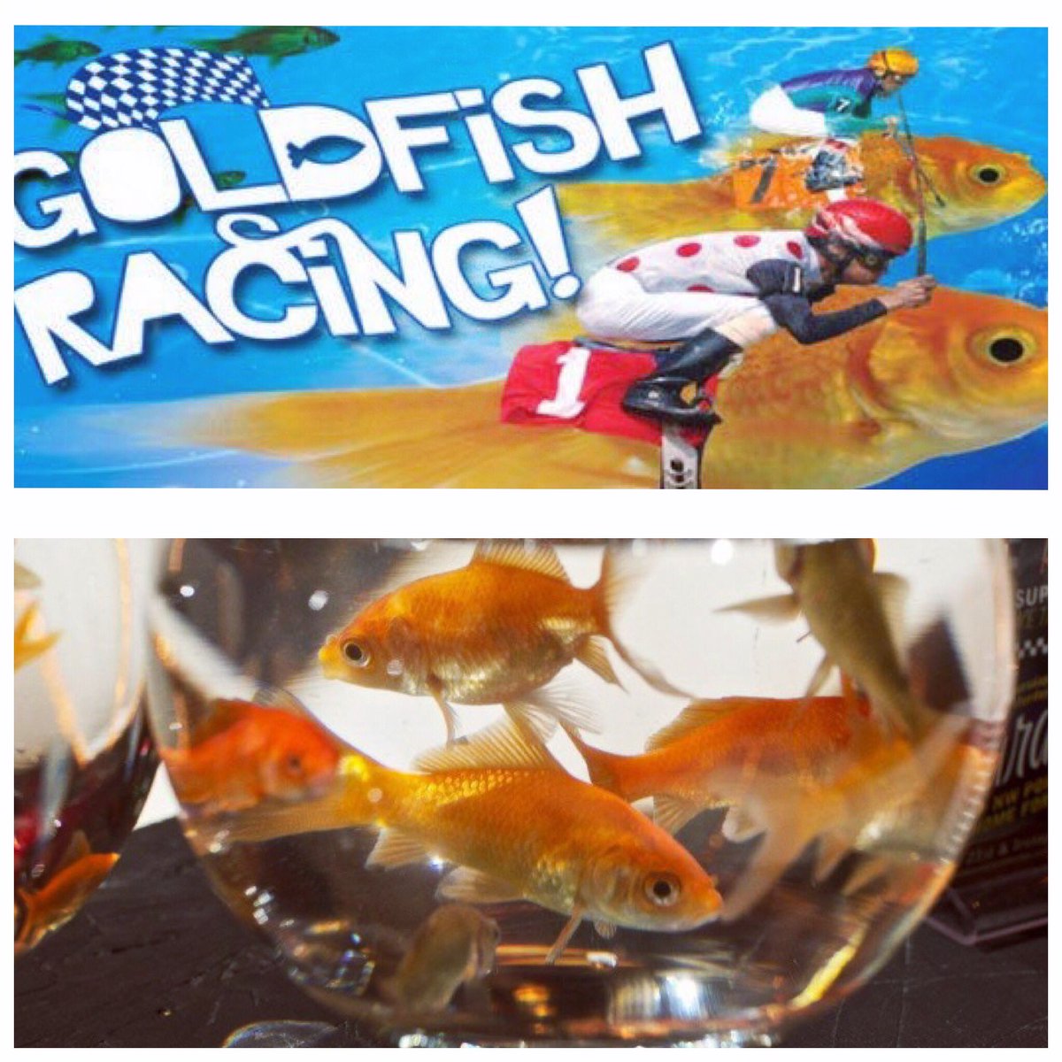 HockinsonYL's tweet photo. Come hang out, pick a fish, and win 50$ tonight 7:27pm. We're not joking🏁🏆💰 https://t.co/cA17UnyhPz