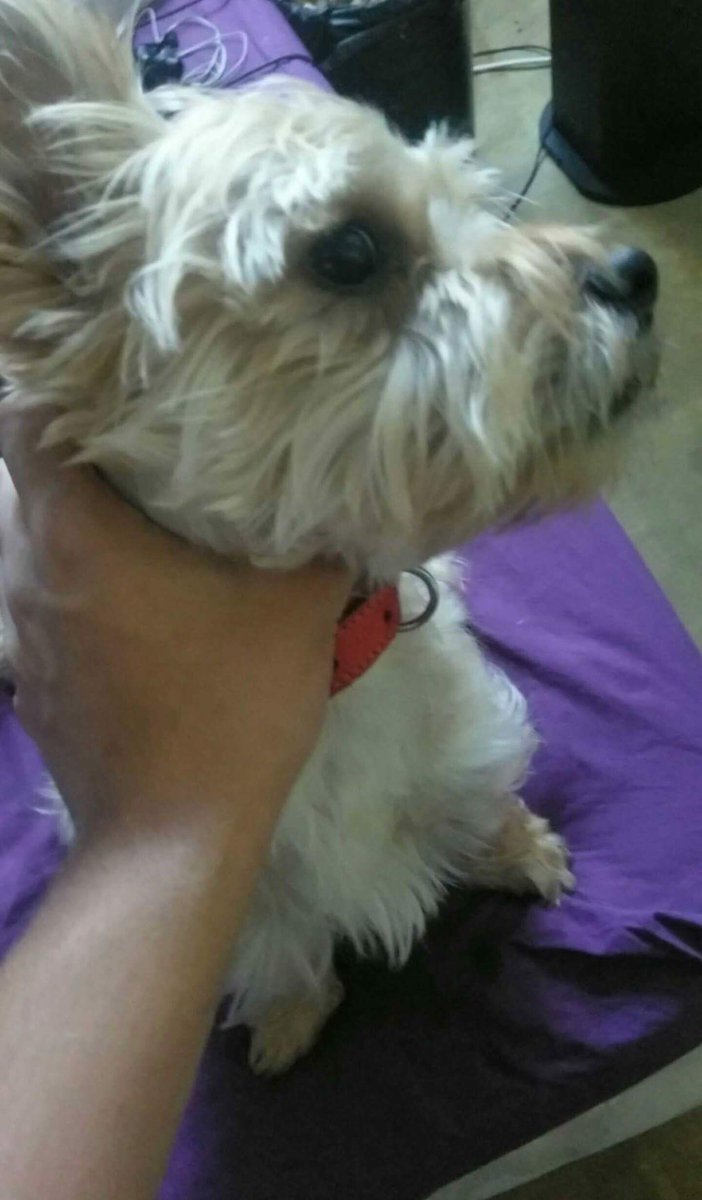 NeckDogs's tweet image. #NeckDogsChallenge