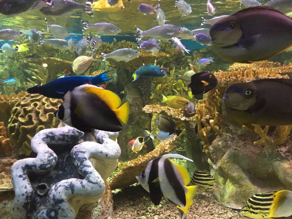 Tavinnea's tweet photo. So many fish!!

ION: apparently you can only use one pic while replying? #TwitterPls https://t.co/GPCIjQXSXV