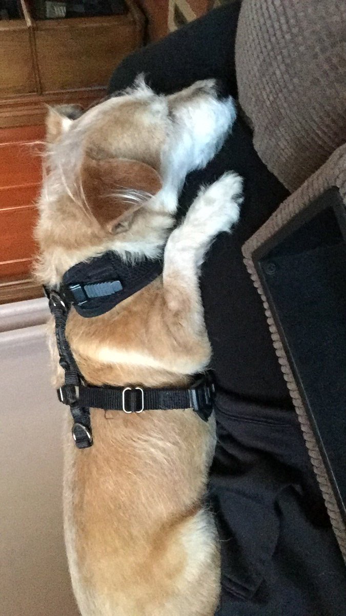 Here's two more cuties! Tweet us pictures of your pets during #nationalnappingday