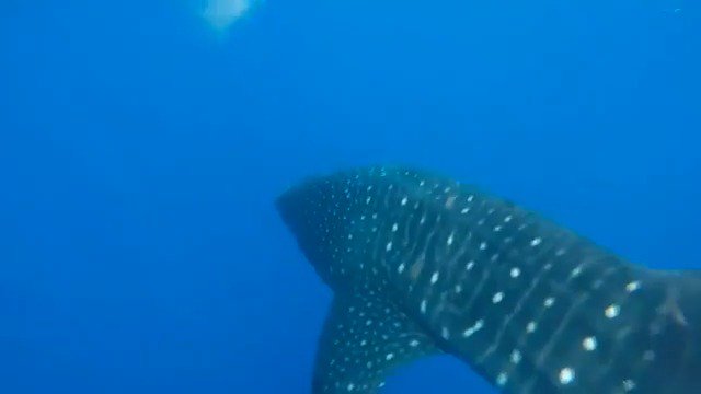 Boaters off Fla. coast come face-to-fin with rare #WhaleShark sighting bit.ly/2n25Rsp https://t.co/jawipWgU6Q