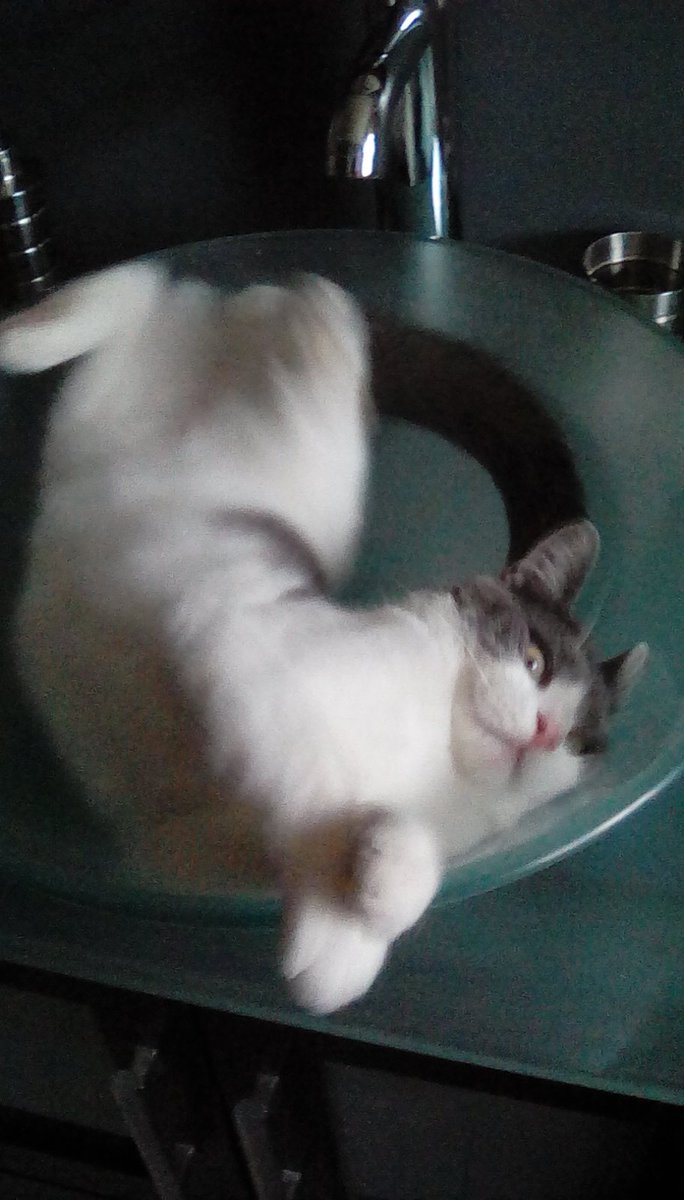 KateLacy1995's tweet photo. He just really loves sinks... My cat>>> https://t.co/Mw4d0o329K