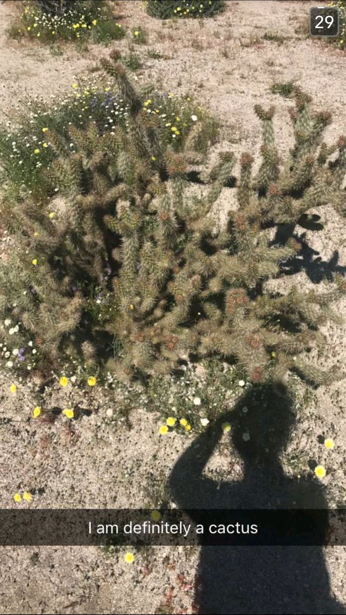 CactusSociety's tweet photo. #Cactus snaps from a friend out in Anza-Borrego for the super bloom! #cacti #sillycaption https://t.co/6NGosQWeP7