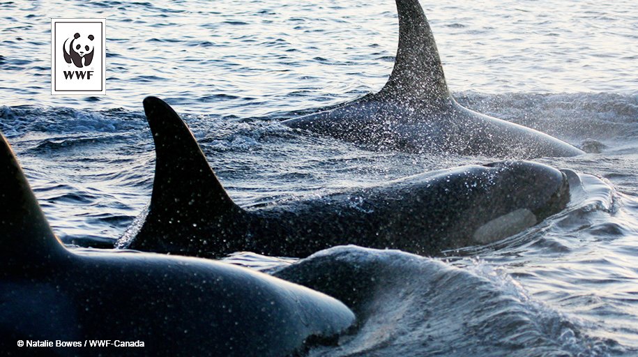 WWFCanada's tweet photo. Study finds oceans are warming 13% faster than initially thought. Here's what we're doing to help our oceans: https://t.co/00sWxN7DHm https://t.co/ysCPTLmw2Q