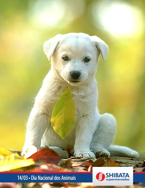 "A compaixão pelos animais está intimamente ligada à bondade de caráter" (Arthur Schopenhauer). Feliz Dia Nacional dos Animais!