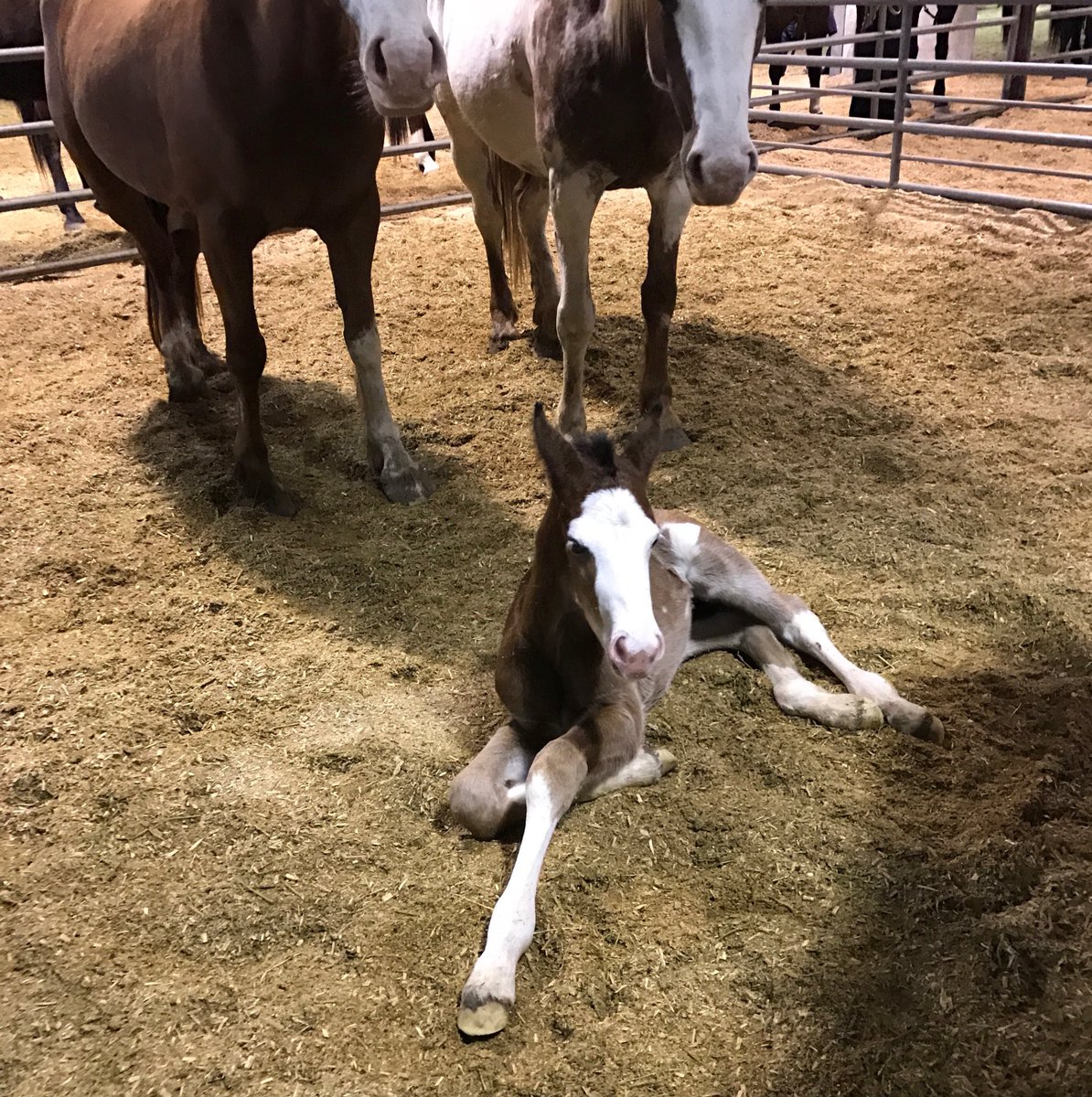 RODEOHOUSTON (@rodeohouston) on Twitter photo Help us name this newest member of the #RODEOHOUSTON & <a href="/CerviRodeo/">Cervi Championship Rodeo</a> herd! >> smarturl.it/RH_NameThatFil… Help us name this newest member of the #RODEOHOUSTON & <a href="/CerviRodeo/">Cervi Championship Rodeo</a> herd! >> smarturl.it/RH_NameThatFil…