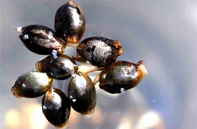 HIGH_TIMES_Mag's tweet photo. #GrowHack: Germinating seeds. To increase chances, here's one thing to keep in mind that often gets overlooked. https://t.co/dagnptO74K 🌰🌱 https://t.co/XuRD0TIIcd