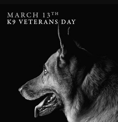 savethislifepet's tweet image. How wonderful! #NationalK9VeteransDay #SaveThisLifeChip