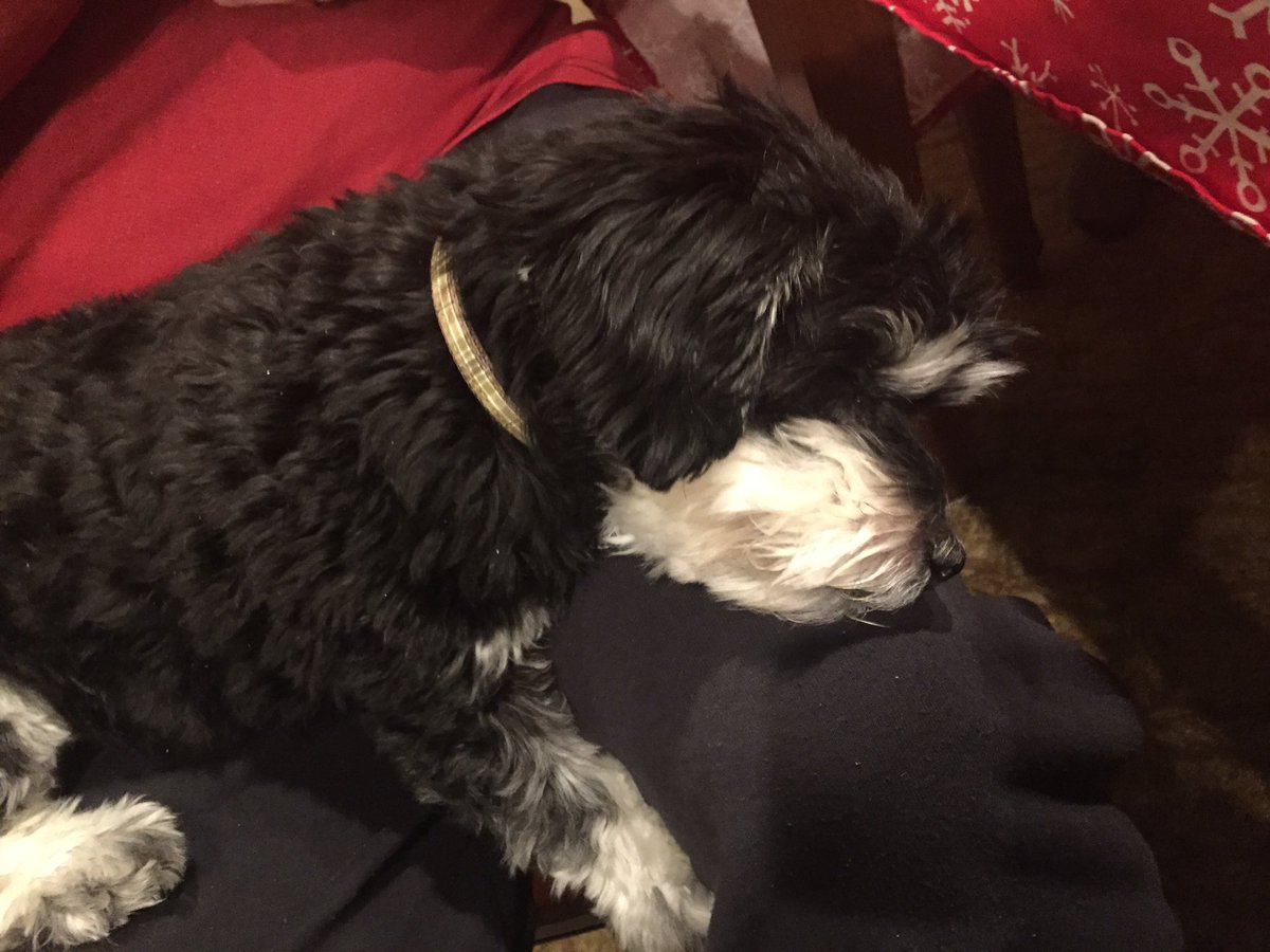 luckijenni's tweet photo. Every day of the week #nationalnappingday https://t.co/5j7Gzk3jL8