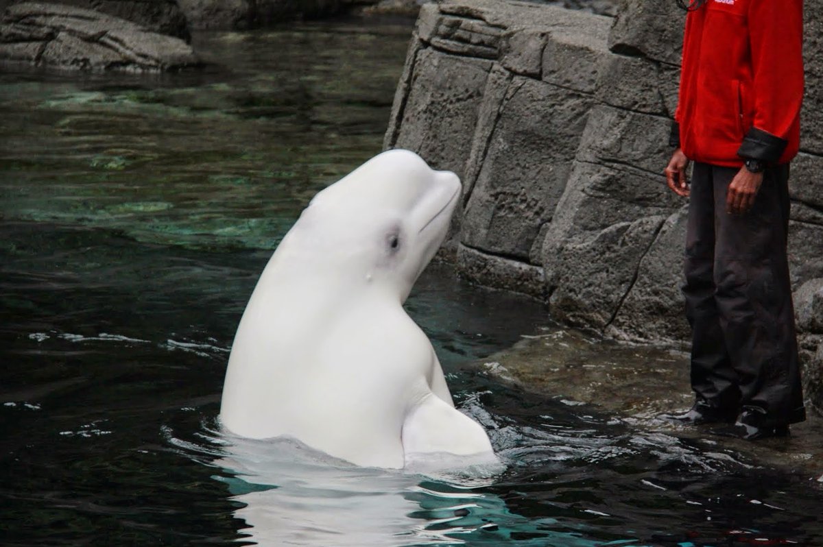 Quad_Finn's tweet photo. Vancouver Aquarium: It's No Longer Acceptable to Keep Cetaceans in Captivity https://t.co/RXFe7mcTec #EmptyTheTanks https://t.co/4obWdcTX40