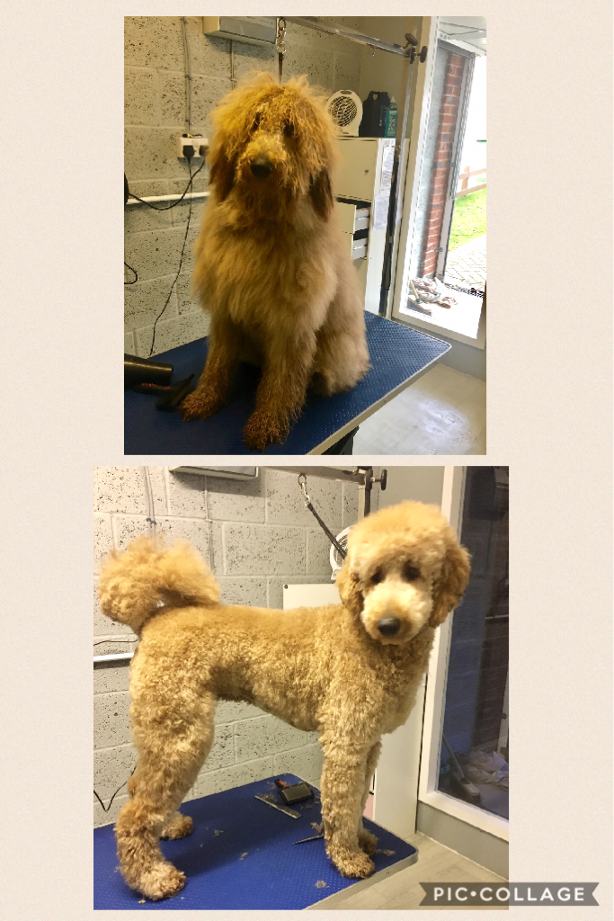 _PreciousPaws's tweet image. Beautiful cookie!!!! #leicester #dog #goldendoodle #doggroom  piccollage.com/_FBvvjUUP