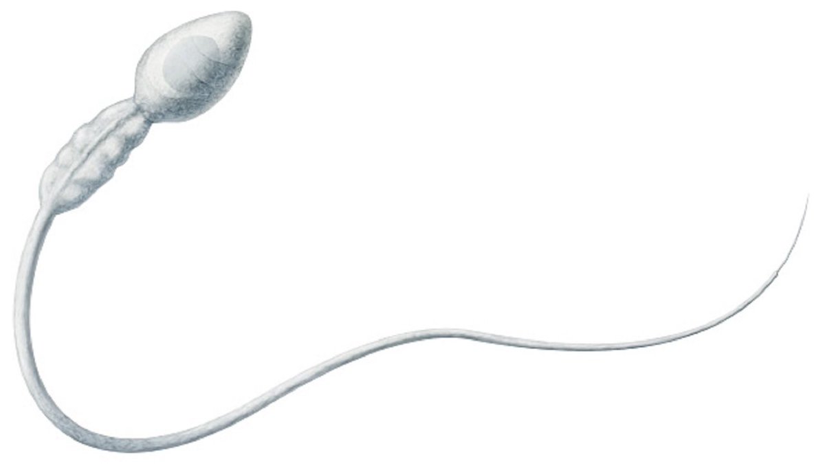 #BREAKING CDC asks South Florida men not to donate sperm due to Zika bit.ly/2nxGOKh https://t.co/3t3b2LKp5J