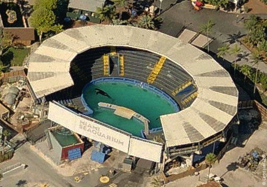 PETA_Latino's tweet photo. Lolita vive en el tanque para orcas más pequeño del mundo. Es hora que sea retirada a un santuario costero: https://t.co/SV7474OGhZ https://t.co/YtPgPlE83t