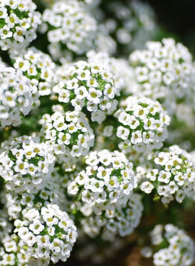 メリアルーム 今日の花 3月14日の誕生日花は スイートアリッサム 花言葉は 優美 です この日生まれの人は感性が人一倍豊かなので 美術関係 ファッション関係などの職業に向いているようです 3月14日 誕生日花 誕生花 花言葉 花 メリア