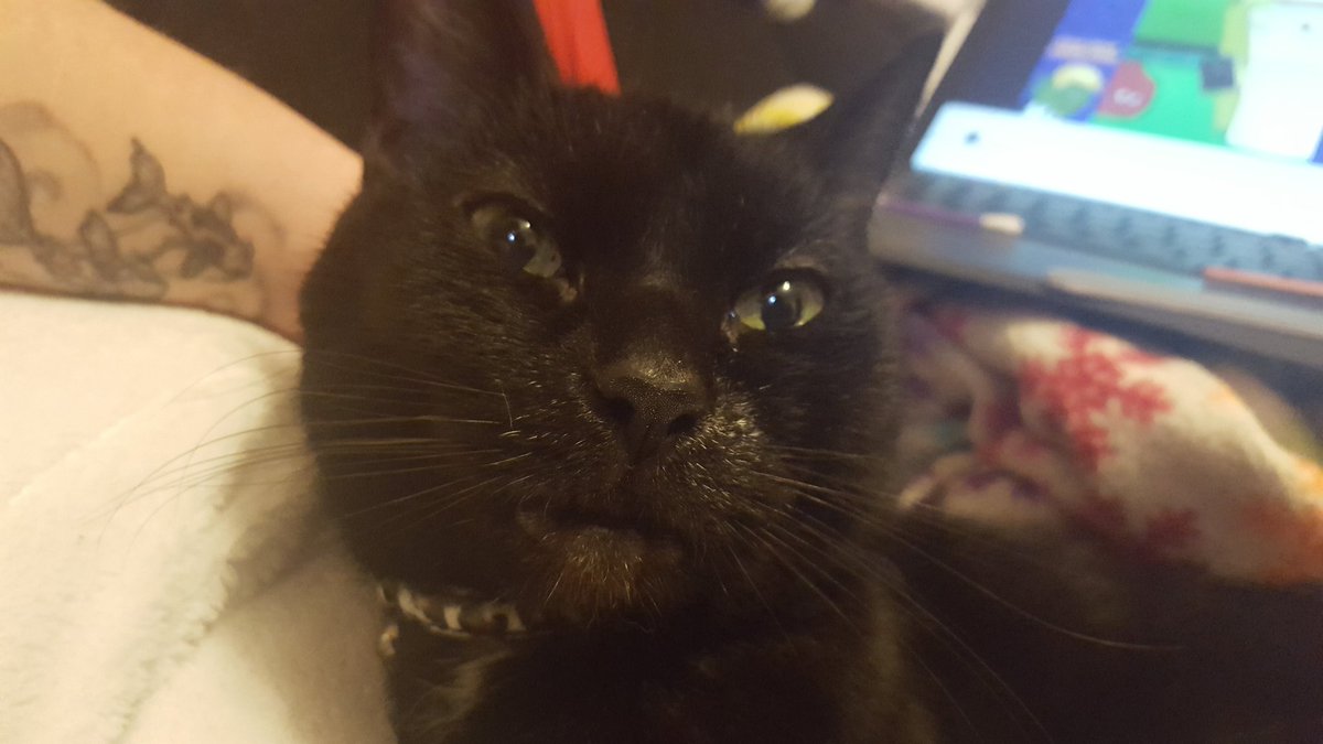 orangeone20's tweet photo. My cat is always looking like she can't decide if she wanna die or try and kill me https://t.co/piWnwbujGj