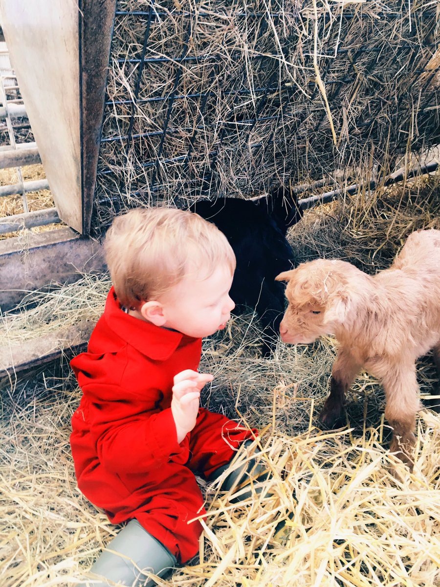 We also love our beautiful Guernsey goat kids ❤️#springisfinallyhere