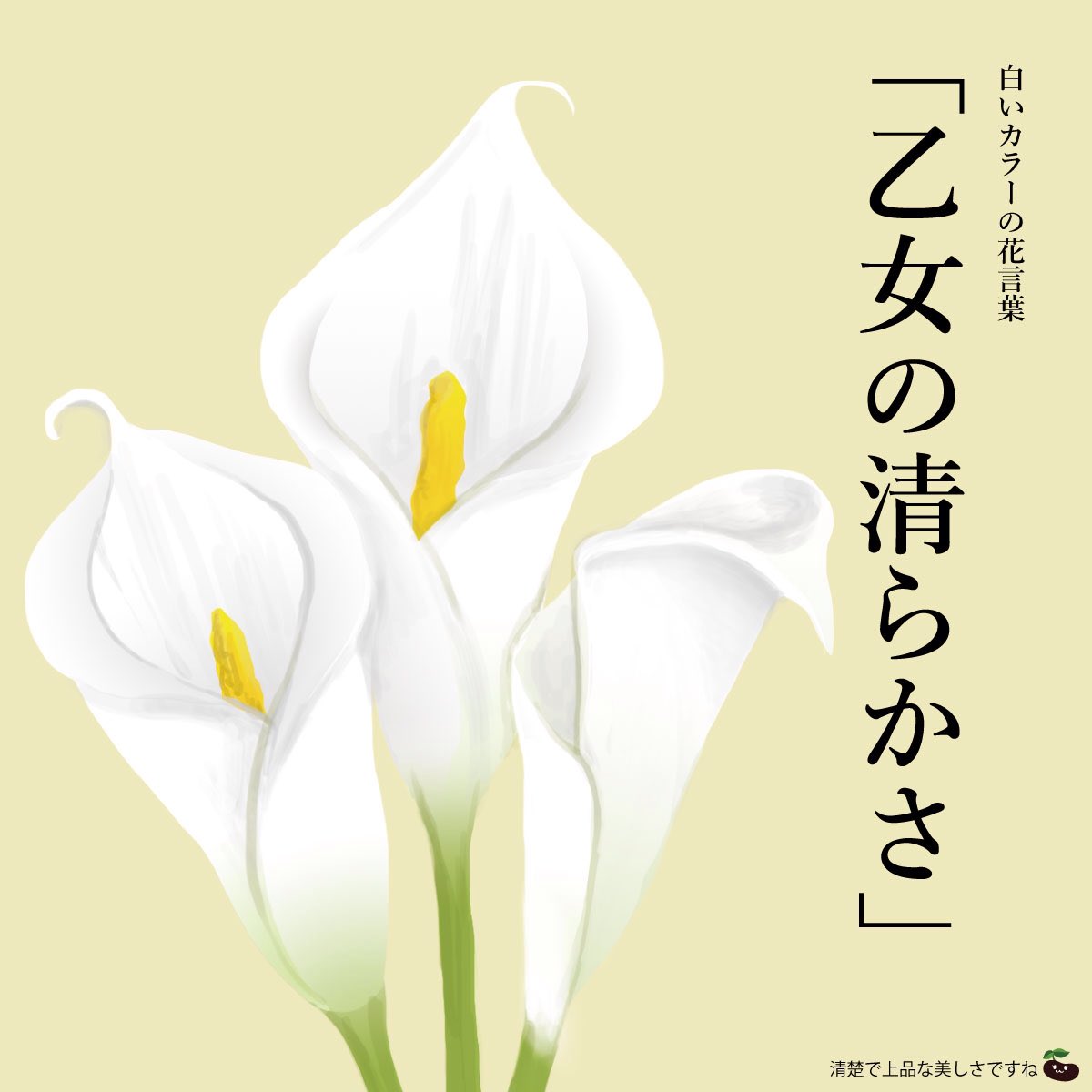 はな言葉 ウェディングドレス Twitter પર きょう3月14日は 美白の日 この日はホワイトデーでもありますが 同じ白つながりでpolaが制定 白く上品な花といえばカラーがあります 白いのカラーの花言葉は 乙女の清らかさ