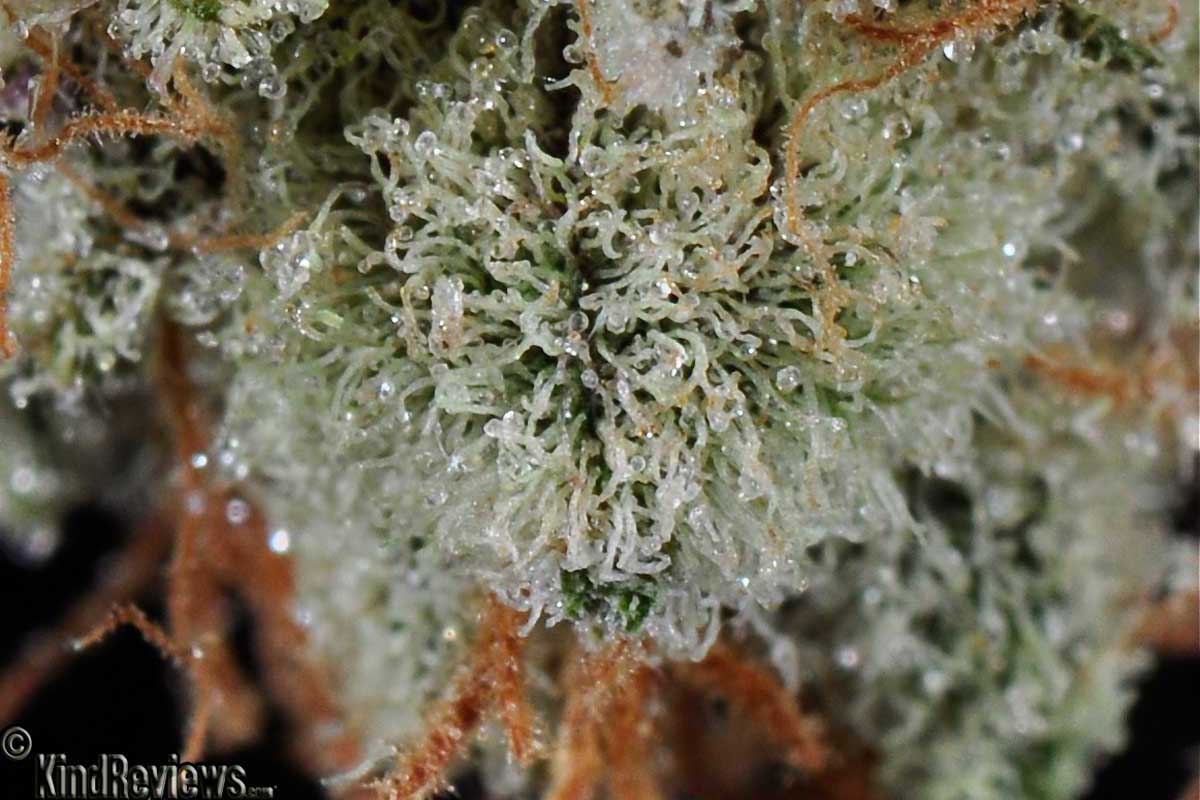 mypotguide's tweet photo. Trying to have a great time? Then try these strains! https://t.co/PzjKc5nqYU #positivevibes #positivehigh https://t.co/d0MqDMfalE