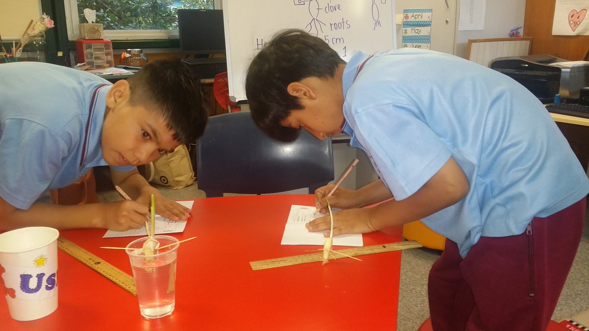helfar85's tweet photo. Filling out their plant diaries - stage 2/3 NAP students growing a garlic plant! @AuburnWestPS @louise_lhaddad https://t.co/hcHpgAyvAL