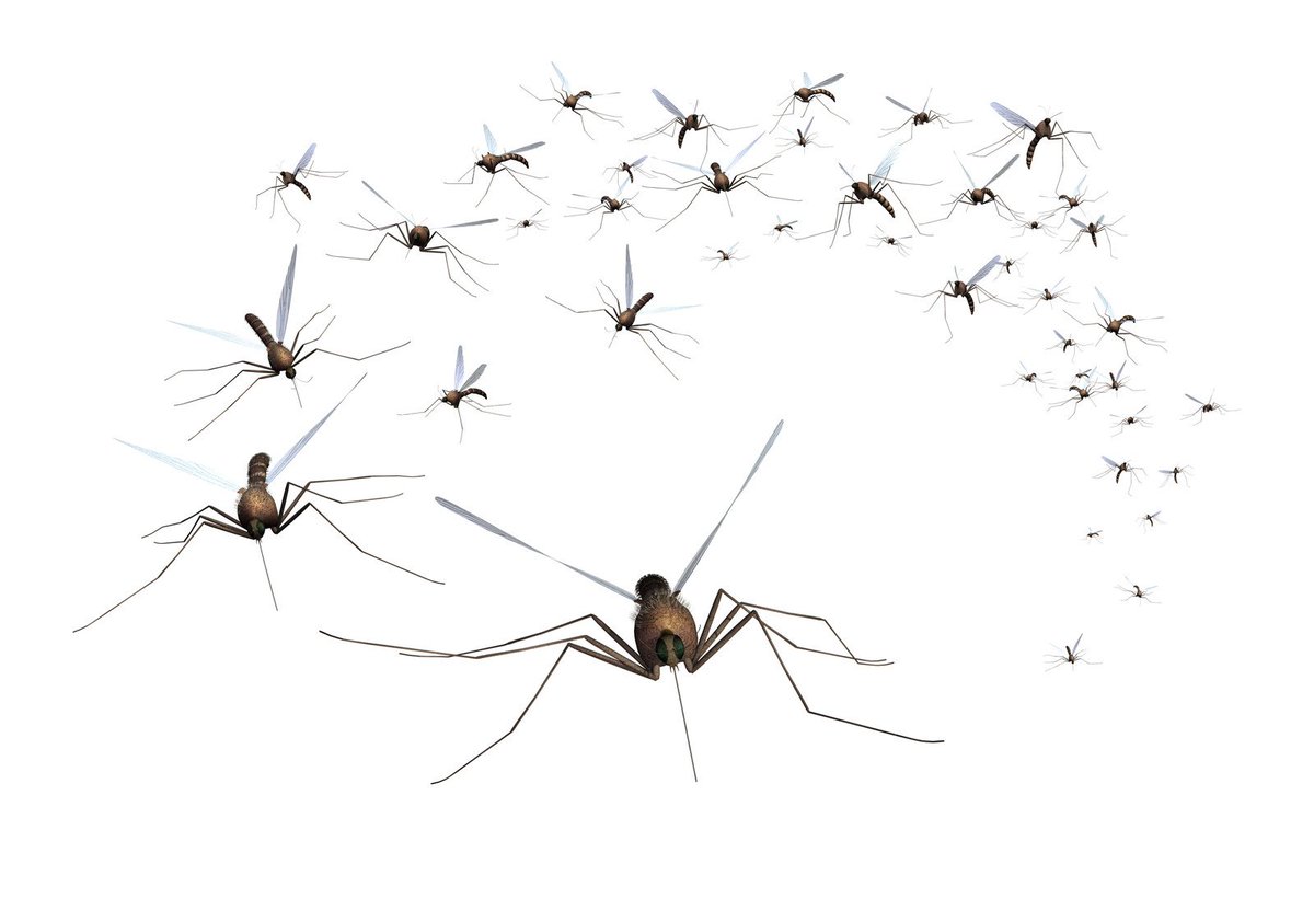 TargetSpecProd's tweet image. Mosquitoes already active, breeding in standing water - bit.ly/2lzMXVJ