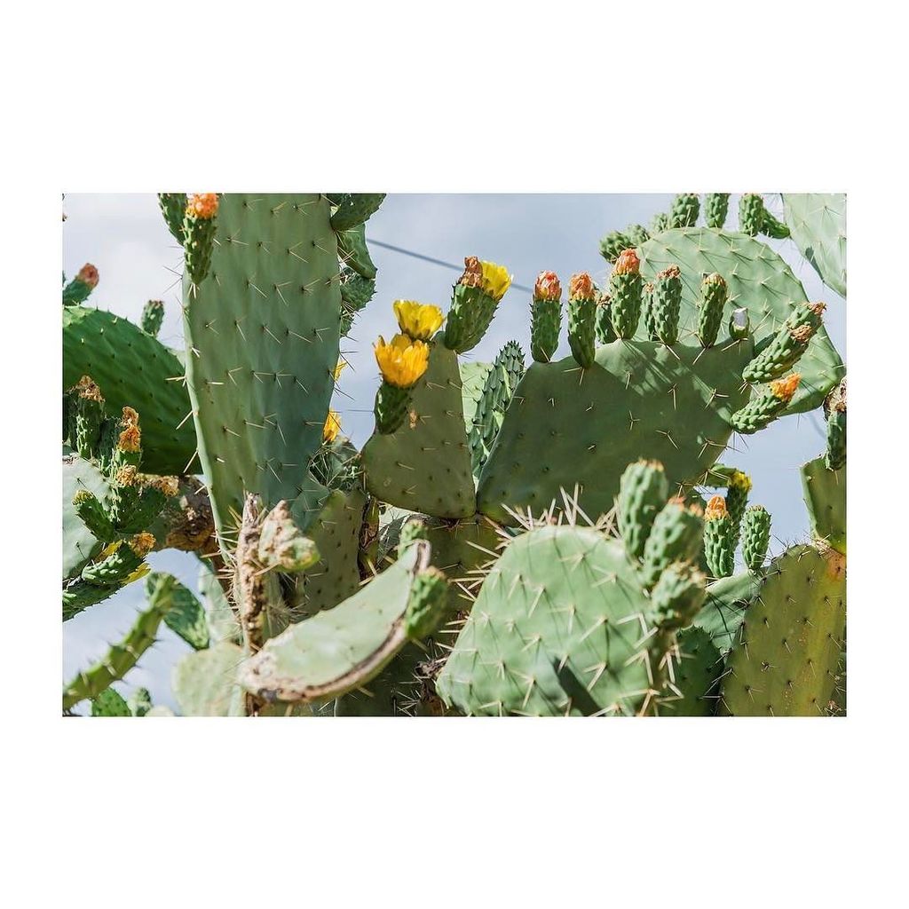 snapsbynadia's tweet photo. Tropicalia in Ethiopia 🌵🌵🌵#africa #ethiopia #lalibela #cactus #cacti #plants #plantsofinst… https://t.co/2G4f3hNq3j https://t.co/Kp5EFnypef